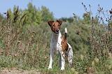 FOX TERRIER POIL LISSE 174